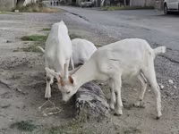 بز نر, بز — عکس 7