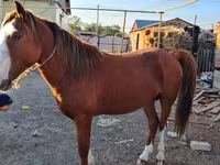 ม้าตัวผู้, Kazakh horse — รูปภาพ 3