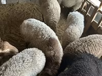 Baran, Rhon sheep — zdjęcie 4