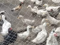 Ducks — عکس 3