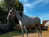 Ngựa đực, Lipizzaner — ảnh 2