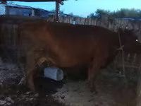 Lo’, Cattle — sawirka 8