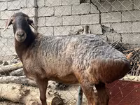 Ovan, Edilbay sheep — fotografija 1