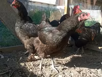 Chickens — عکس 1