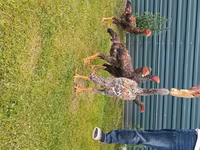 Chickens — foto 1