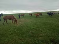 Kuda betina, Kazakh horse — foto 8