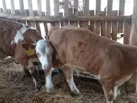 Býk, Simmental cattle — foto 3
