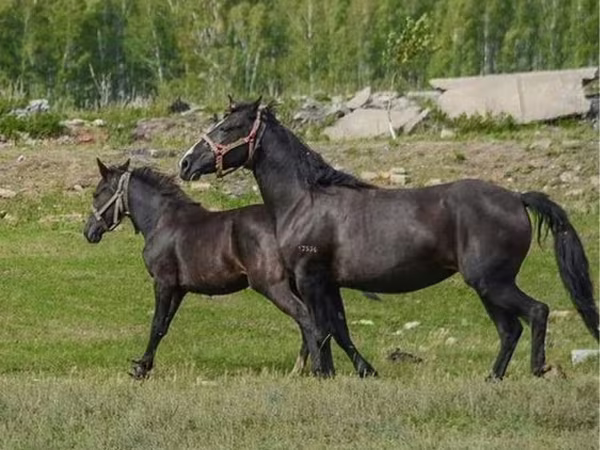 مادیان, Altai horse