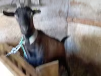 Ziegenbock, Alpine goat — Foto 3