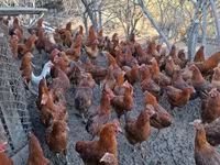 Chickens — zdjęcie 2