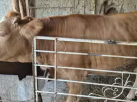 பசு, Simmental cattle — புகைப்படம் 2