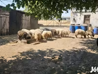 แกะตัวผู้, Racka sheep — รูปภาพ 2