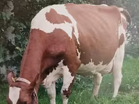 گاو ماده, آیرشایر — عکس 4