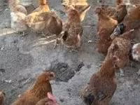ไก่เดนมาร์ก — รูปภาพ 4