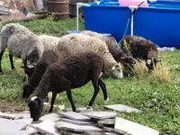 भेड़, Romanov sheep — फ़ोटो 5