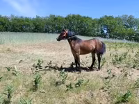Kuda betina, Horses — foto 2