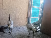 Chickens — عکس 2