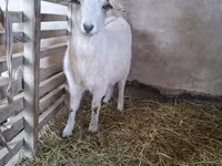 Koza, Alpine goat — fotografija 1