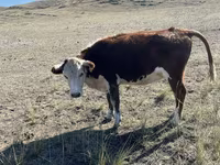 گائے, Simmental cattle — تصویر 7