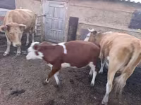 Ko, Latvian Blue cattle — foto 2