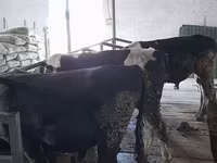 วัวตัวผู้, Russian Black pied cattle — รูปภาพ 3