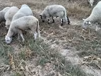 แกะตัวผู้, Cerry Hill sheep — รูปภาพ 3