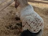 Faras, Horses — sawirka 4