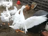 Geese — zdjęcie 6