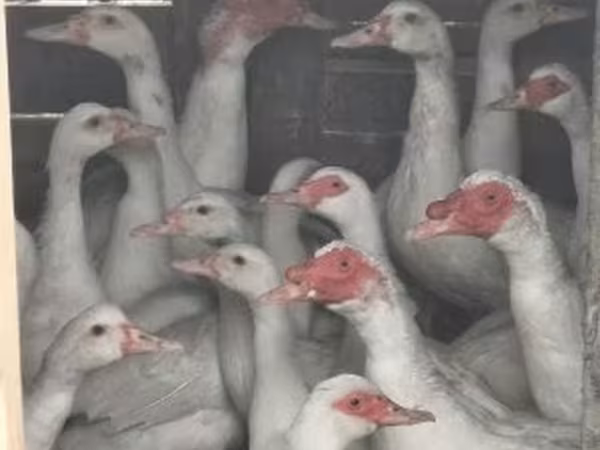 Ducks