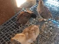 Chickens — sawirka 1