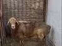 Baran, Edilbay sheep — zdjęcie 2