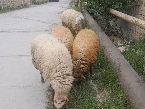 Sheep, Sheep — Azerbaijan