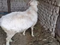 Wad, Sheep — sawirka 1