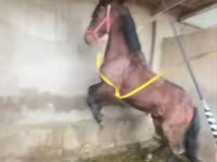 Cavallo, Akhal-Teke — foto 5
