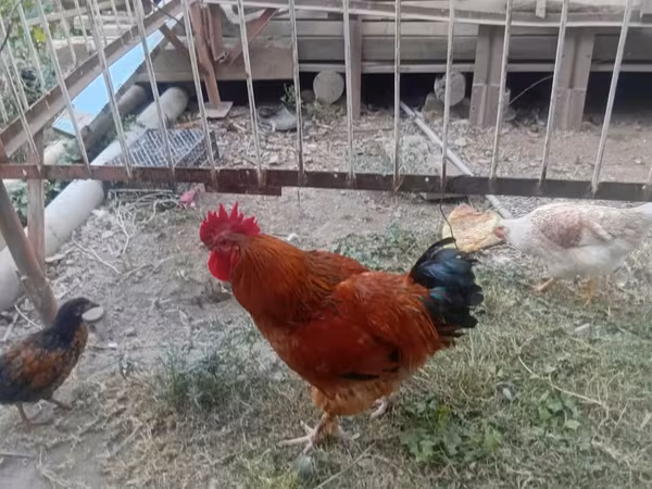 Chickens — Kyrgyzstan