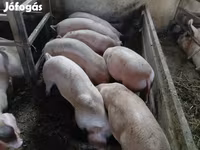 Babi (lot, jantina tidak dinyatakan), Дюрок — foto 2