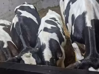 Бух, Russian Black pied cattle — 7 зураг