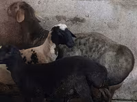 Ovan, Hissar sheep — fotografija 6