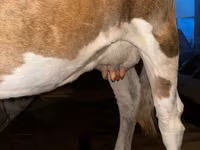 গাভী, Swiss cattle — ছবি 4