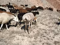 Овца, Arashan sheep — снимка 2