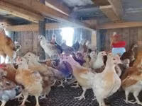 Chickens — Foto 3