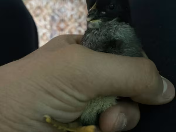 Chickens — Azerbaijan