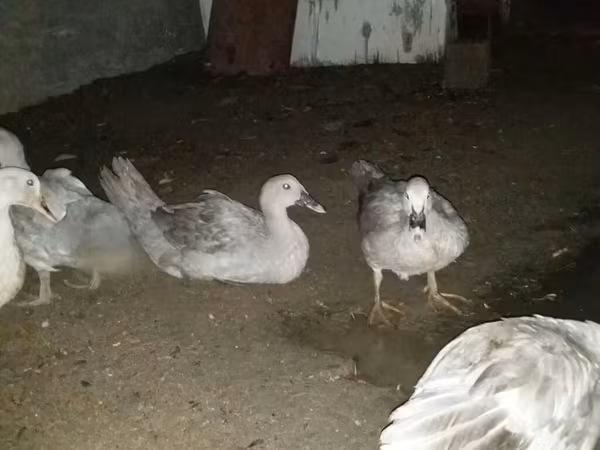 Ducks