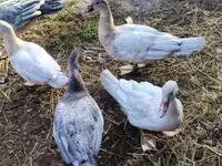Ducks — foto 3