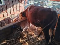 Bou, Simmental cattle — foto 4