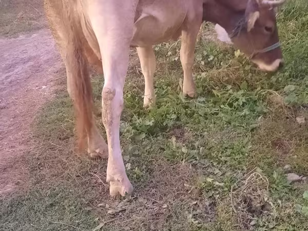 Lembu betina, Alatau breed