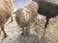 Ovce, Romanov sheep — foto 4