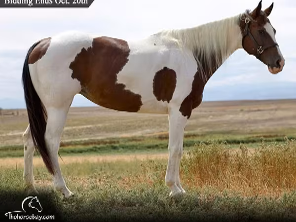 Merrie, Rocky Mountain Horse