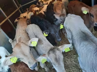 ثور, Simmental cattle — الصورة 2