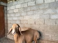 Ovan, Arashan sheep — fotografija 6